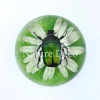 Kever in halve hars "dome" 6,5 x 3 cm