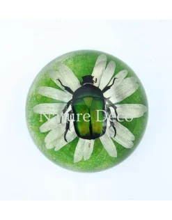 Kever in halve hars "dome" 6,5 x 3 cm
