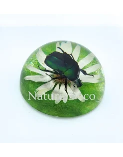 Kever in halve hars "dome" 6,5 x 3 cm