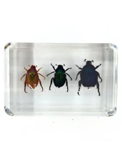 Kever trio in hars 4,5 x 3 x 1,5 cm