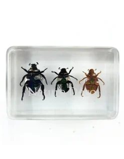Kever trio in hars 4,5 x 3 x 1,5 cm
