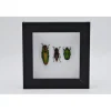 Kever trio in luxe 3D lijst 12 x 12cm