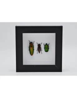 Kever trio in luxe 3D lijst 12 x 12cm