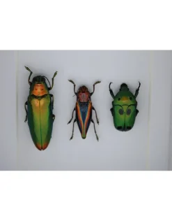 Kever trio in luxe 3D lijst 12 x 12cm