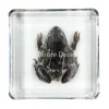 Kikker in hars 7 x 7 x 2 cm