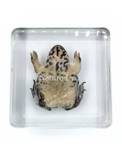 Kikker in hars 7 x 7 x 2 cm
