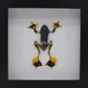 Kikker (Rhacophorus Rheinwardti) in luxe 3D lijst 17 x 17cm