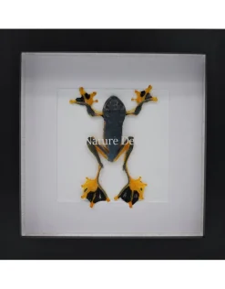 Kikker (Rhacophorus Rheinwardti) in luxe 3D lijst 17 x 17cm