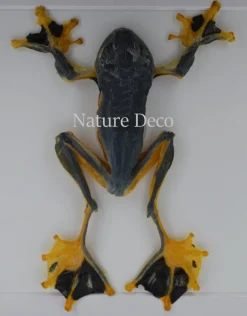 Kikker (Rhacophorus Rheinwardti) in luxe 3D lijst 17 x 17cm
