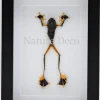 Kikker (Rhacophorus Rheinwardti) man in luxe 3D lijst 20,3 x 15,3cm
