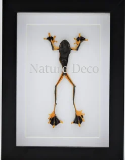 Kikker (Rhacophorus Rheinwardti) man in luxe 3D lijst 20,3 x 15,3cm