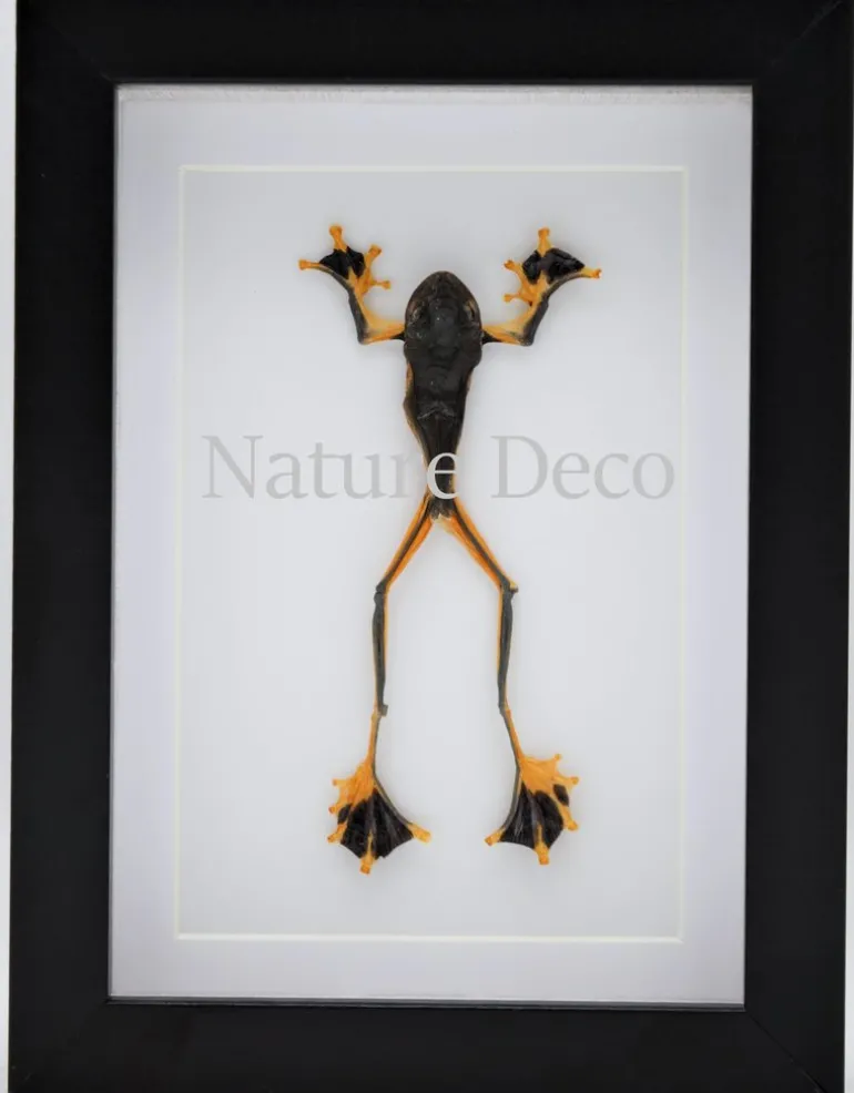 Kikker (Rhacophorus Rheinwardti) man in luxe 3D lijst 20,3 x 15,3cm