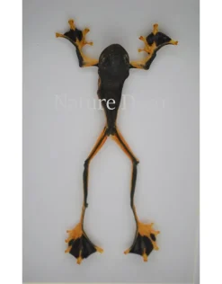 Kikker (Rhacophorus Rheinwardti) man in luxe 3D lijst 20,3 x 15,3cm