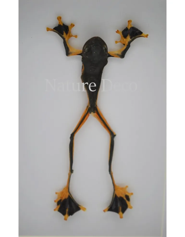 Kikker (Rhacophorus Rheinwardti) man in luxe 3D lijst 20,3 x 15,3cm