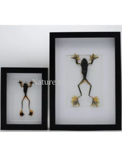 Kikker (Rhacophorus Rheinwardti) man in luxe 3D lijst 20,3 x 15,3cm