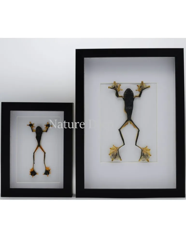Kikker (Rhacophorus Rheinwardti) man in luxe 3D lijst 20,3 x 15,3cm