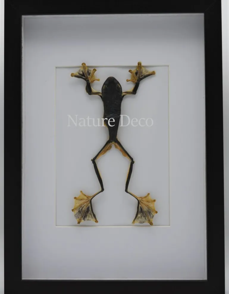 Kikker (RhacophorusRheinwardti) vrouw in luxe 3D lijst 32x 23,5cm