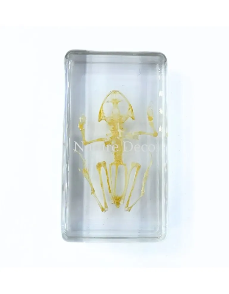 Kikkerskelet in hars 7,5 x 4 x 2 cm