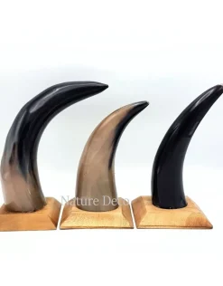 Koe hoorn gepolijst met houten voet 22cm