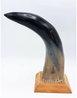 Koe hoorn gepolijst met houten voet 22cm