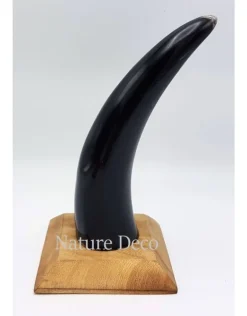 Koe hoorn gepolijst met houten voet 22cm