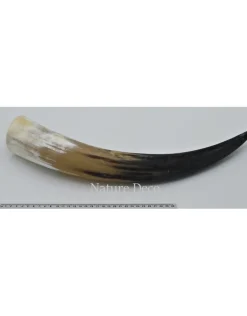 Koehoorn xl gepolijst mat 50-60cm multicolor
