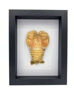 Kreeft Ibacus Ciliatus (Japanse waaier kreeft) in luxe 3D lijst 22 x 17 cm