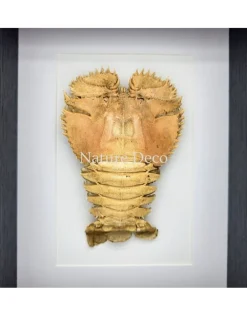 Kreeft Ibacus Ciliatus (Japanse waaier kreeft) in luxe 3D lijst 22 x 17 cm