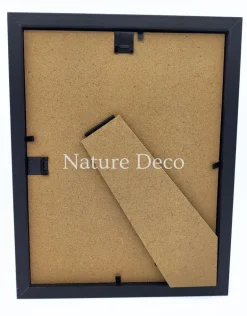 Kreeft Ibacus Ciliatus (Japanse waaier kreeft) in luxe 3D lijst 22 x 17 cm