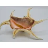 Lambis chiragra XXL spin schelp cone
