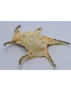 Lambis chiragra XXL spin schelp cone