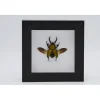 Lamprima adolphinae in luxe 3D lijst 12 x 12cm