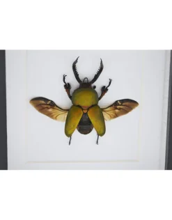 Lamprima adolphinae in luxe 3D lijst 12 x 12cm