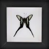 Lamproptera Curius in luxe 3D lijst 12 x 12 cm