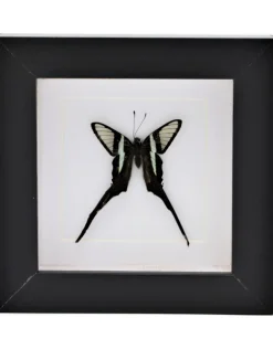 Lamproptera Curius in luxe 3D lijst 12 x 12 cm