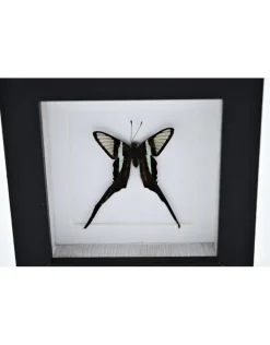 Lamproptera Curius in luxe 3D lijst 12 x 12 cm
