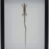 Langstaarthagedis in luxe 3D lijst 32 x 23,5cm
