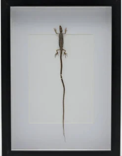 Langstaarthagedis in luxe 3D lijst 32 x 23,5cm