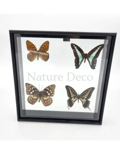 Lijst met 4 vlinders 20 x 20 x 4,5cm