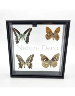 Lijst met 4 vlinders 20 x 20 x 4,5cm