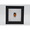 Man face bug in luxe 3D lijst 12 x 12cm