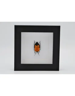 Man face bug in luxe 3D lijst 12 x 12cm