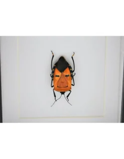 Man face bug in luxe 3D lijst 12 x 12cm