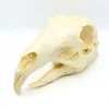 Maraschedel 14 x 6 x 6 cm