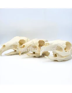 Maraschedel 14 x 6 x 6 cm