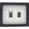 Mecynorrhina oberthuri decorata duo in luxe 3D lijst 27 x 22 x 4,5 cm
