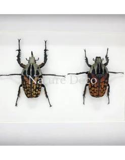 Mecynorrhina oberthuri decorata duo in luxe 3D lijst 27 x 22 x 4,5 cm