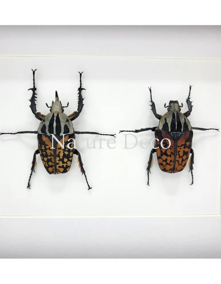 Mecynorrhina oberthuri decorata duo in luxe 3D lijst 27 x 22 x 4,5 cm