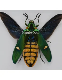 Megaloxantha Bicolor in luxe 3D lijst 17 x 17cm