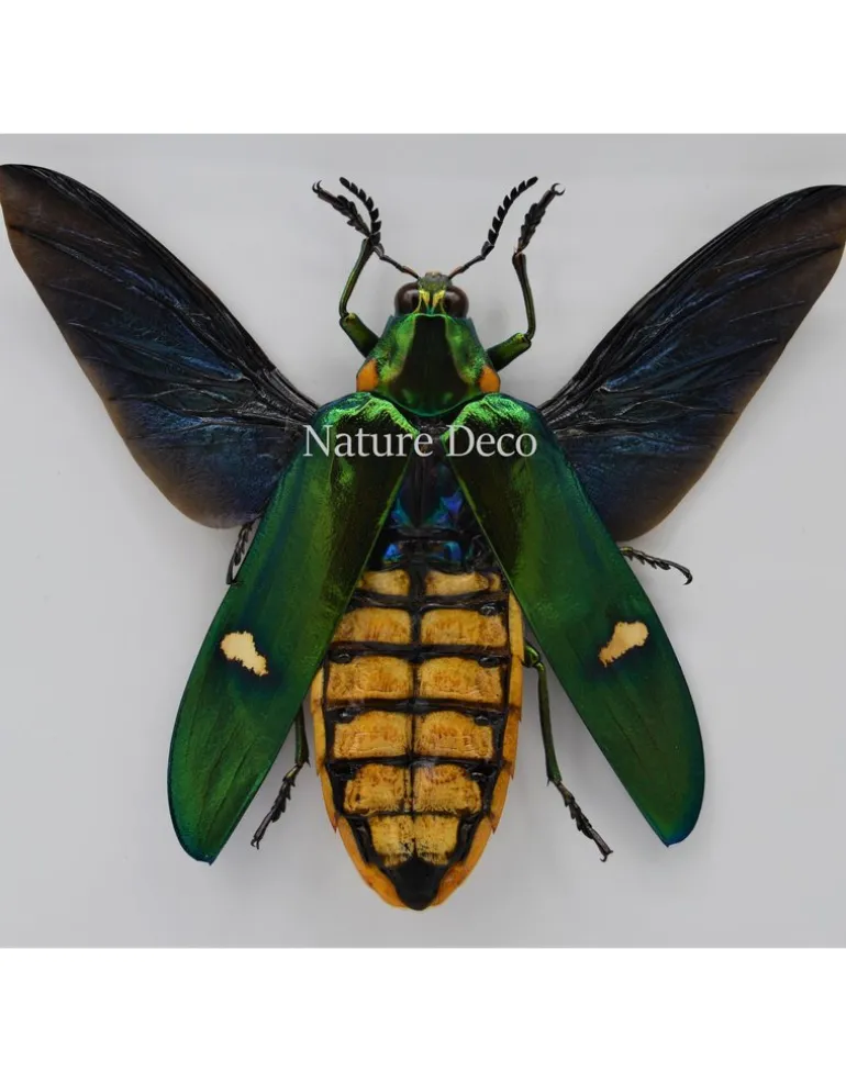 Megaloxantha Bicolor in luxe 3D lijst 17 x 17cm